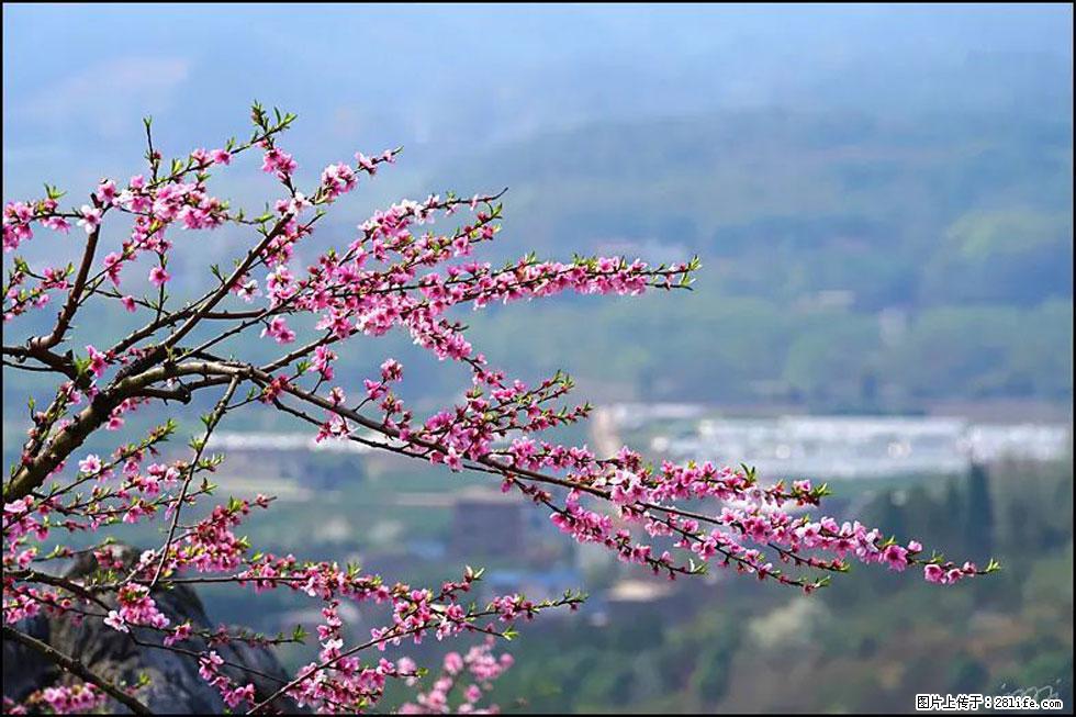 【春天,广西桂林灌阳县向您发出邀请!】望月岭上桃花开 - 游山玩水 - 池州生活社区 - 池州28生活网 chizhou.28life.com