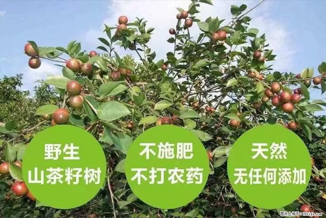 【灌阳县油茶产业示范区】一个有着充实的精神生活的人,对待身外之物自会有一种淡泊的态度 - 土特产 - 饮食特产 - 池州分类信息 - 池州28生活网 chizhou.28life.com