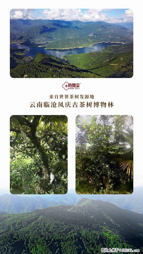 时间果百年古树2025年春红茶 - 购物交流 - 池州生活社区 - 池州28生活网 chizhou.28life.com