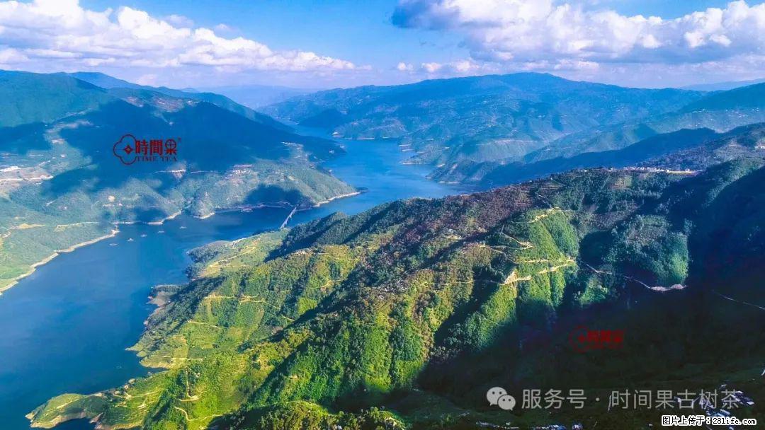 时间果百年古树龙珠普洱生茶 - 购物交流 - 池州生活社区 - 池州28生活网 chizhou.28life.com