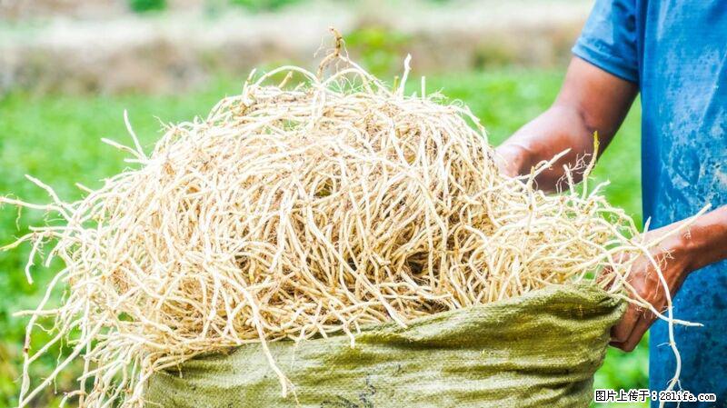 堪称“最难吃”的蔬菜,却是 “抗辐射神器”,还能护肺、清热、止咳化痰! - 池州生活资讯 - 池州28生活网 chizhou.28life.com