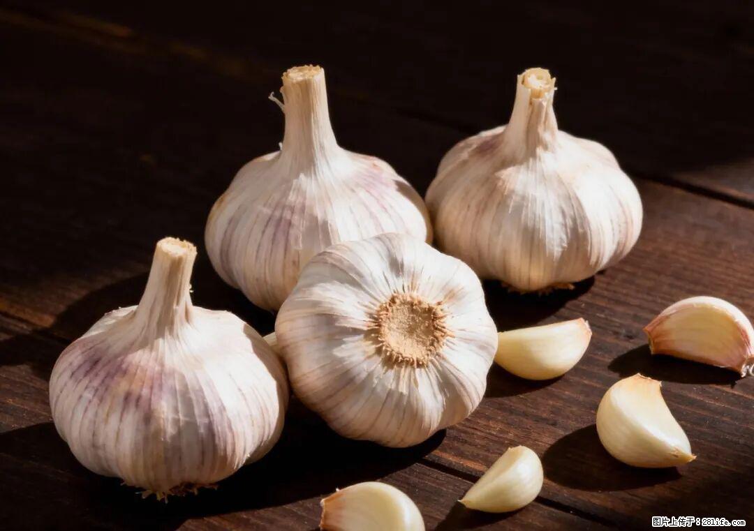 关于大蒜,除了“天然抗生素”,这4个谣言更该警惕! - 池州生活资讯 - 池州28生活网 chizhou.28life.com