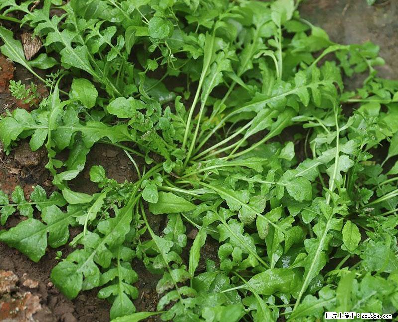 这些蔬菜是“天然钙片”，这6种被医生重点推荐 - 池州生活资讯 - 池州28生活网 chizhou.28life.com