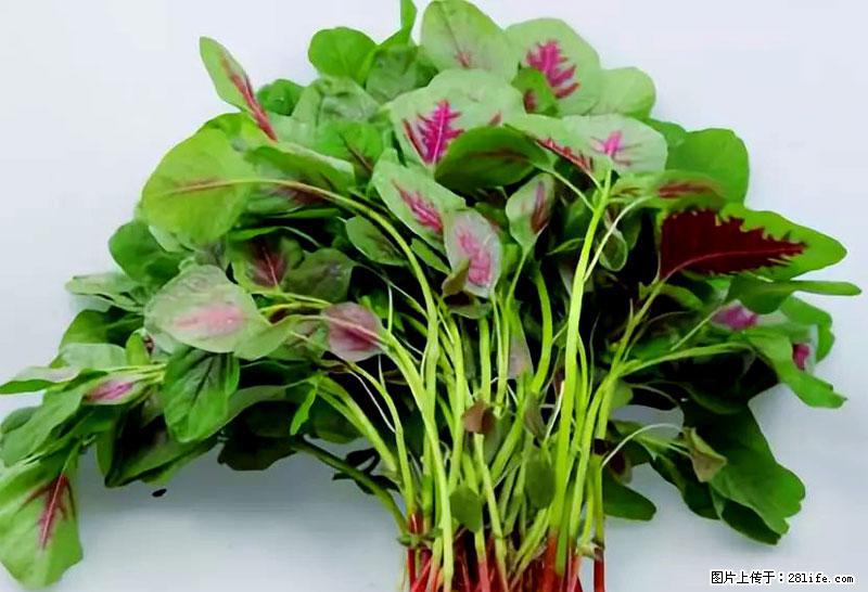 这些蔬菜是“天然钙片”，这6种被医生重点推荐 - 池州生活资讯 - 池州28生活网 chizhou.28life.com