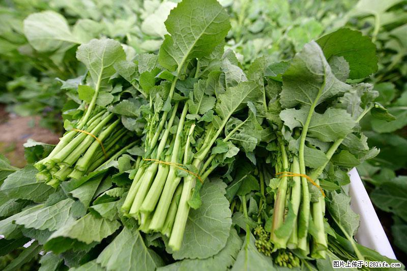 这些蔬菜是“天然钙片”，这6种被医生重点推荐 - 池州生活资讯 - 池州28生活网 chizhou.28life.com